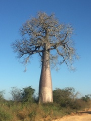 Adansonia
