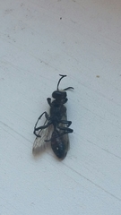Sphecidae