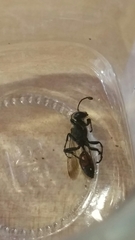 Sphecidae