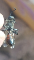 Sphecidae
