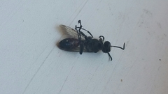 Sphecidae