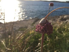 Allium ampeloprasum