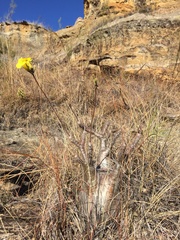 Pachypodium gracilius image