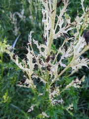 Didymella macrostoma