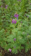 Astragalus davuricus