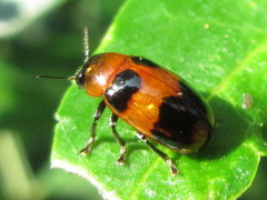 Physosmaragdina nigrifrons