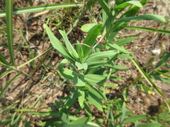 Gypsophila oldhamiana