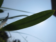 Gypsophila oldhamiana