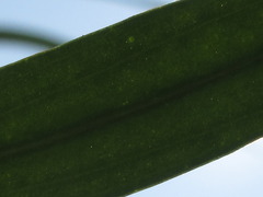 Gypsophila oldhamiana