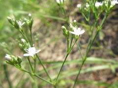 Gypsophila oldhamiana