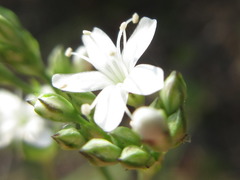 Gypsophila oldhamiana