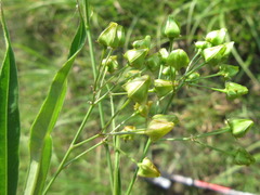 Vincetoxicum pycnostelma