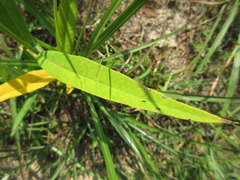 Vincetoxicum pycnostelma