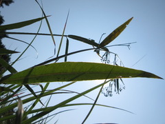 Vincetoxicum pycnostelma