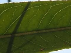 Vincetoxicum pycnostelma