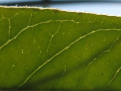 Vincetoxicum pycnostelma