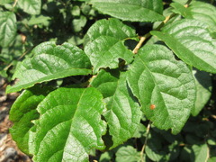 Symplocos sawafutagi