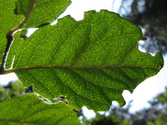 Symplocos sawafutagi