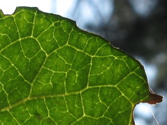 Symplocos sawafutagi