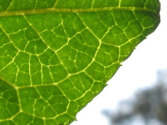 Symplocos sawafutagi