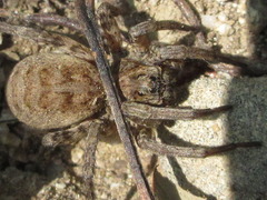 Alopecosa albostriata