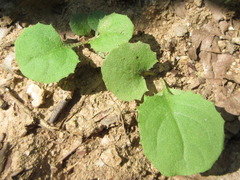 Lactuca raddeana