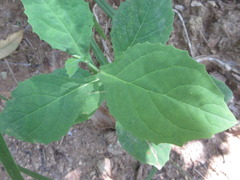 Lactuca raddeana