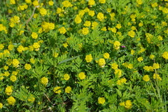 Trifolium aureum
