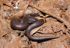 Highlands Forest-Skink photo 5