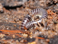 Cambalidae