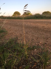 Poa arachnifera
