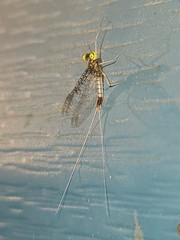 Maccaffertium terminatum terminatum