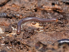 Cambalidae