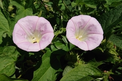 Calystegia × pulchra