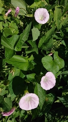 Calystegia × pulchra