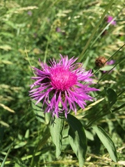 Centaurea phrygia indurata