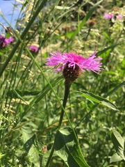 Centaurea phrygia indurata