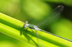 Lestes sponsa