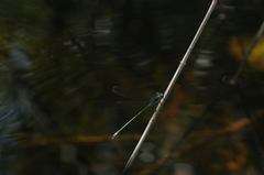 Lestes sponsa