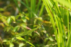 Lestes sponsa