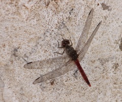 Bradinopyga strachani