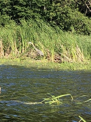 Ardea herodias herodias
