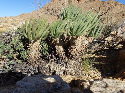 Tylecodon wallichii subsp. ecklonianus image