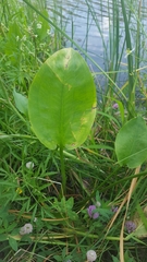 Alisma plantago-aquatica