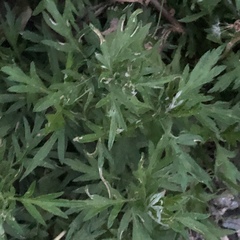 Artemisia princeps