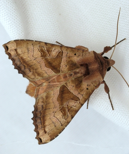 Brown Angle Shades (Phlogophora periculosa)