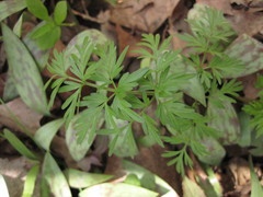 Perideridia americana