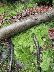Plagiothecium cavifolium