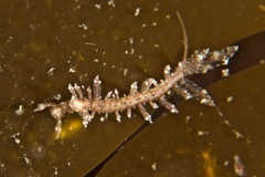 Hermaea evelinemarcusae