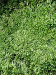 Plagiothecium cavifolium